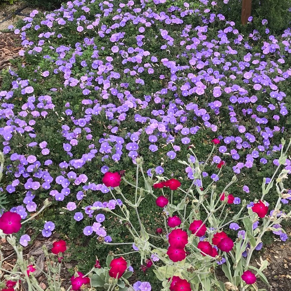 Meet your Posher, Jessica - Picture 1 of 1